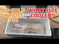 Download Lagu What size cooler will fit a 50lb pig/La Caja China/ Igloo 165 qt