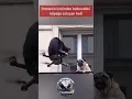 Download Lagu drone üstünde balkondaki köpeğe sataşan kedi 😂🤣