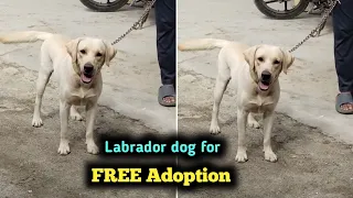 Adopted good quality Labrador dog for free adoption in telugu Aj pets