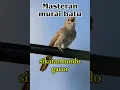 Download Lagu Masteran sikatan londo gacor suara jernih tanpa berisik