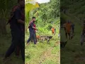 Download Lagu berburu bukit salayang #anjingpemburu #shortvideo #boarhunting #doglife