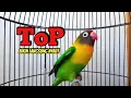 Download Lagu Lovebird NGEKEK PANJANG TOP Bikin BUNYI, DENGAR SEBENTAR Lovebird manapun Langsung NYAUT