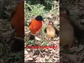 Download Lagu Cute Baby Kutilang Emas #birds #viral #babybird #babybirds #bird #aneh#canary#cililin#canada#jomin