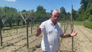 Sekretet e Kultivimit të Kastravecit | Prof. Isuf Demirxhiu