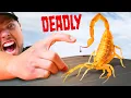 Download Lagu STUNG by a Deadly Scorpion!