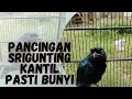 Lagu PANCINGAN SRIGUNTING KANTIL PASTI BUNYI