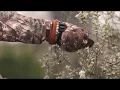 Savage Outdoors - Big Texas Whitetail