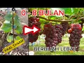 Download Lagu ANGGUR JUPITER USA DARI AWAL TANAM SAMPAI BERBUAH LEBAT