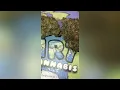 Tear Gas Strain Review Smk Brk 420