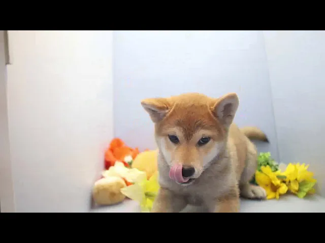 動画