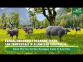 Download Lagu KERBAU LIAR DIBASMI dan DIANGGAP HAMA di AUSTRALIA