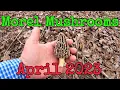 Hunting Morels April 2023 Oklahoma