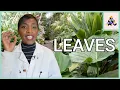 Leaf Anatomy Build a Plant Ep 4