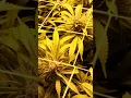 update Bruce banner Strawberry kush