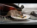 What Do Restaurant Inspectors Look For