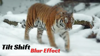How to Create a Tilt-Shift Blur Effect with HTML CSS and JavaScript