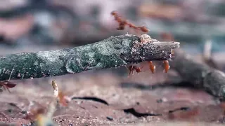 चींटियाँ | ANTS | BEST HORROR MOVIES | Powerhouse Films