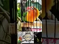 Download Lagu Love Bird Mangap Proses Konslet Part 1