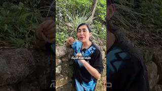 ما هي نبتة  لا تلمسني   دندنها