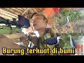 Download Lagu NYANGGONG RUAK-RUAK MALAH KEDATANGAN TAMU TAK DIUNDANG 😱😱 •||•memang burung ini sangat tahan m1m1s