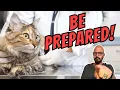 Vet Shares Her Must-Have Cat Survival Kit
