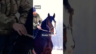 عود شباب ربي يبارك ما شاء الله Horse 