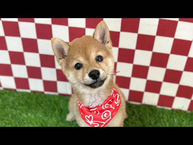 動画