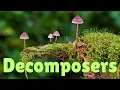 Nature s Hidden Heroes The Incredible World of Decomposers