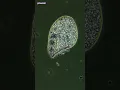 Bleach vs Germs Under Microscope Cell Melts Away