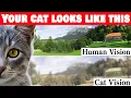Can Cats See Colors The Science Behind Feline Vision