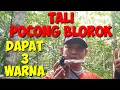 Download Lagu UNIK Burung Tali Pocong Blorok