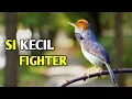 Download Lagu MENGENAL LEBIH DALAM PRENJAK KEPALA MERAH | REVIEW PRENJAK KEPALA MERAH SI KECIL FIGHTER