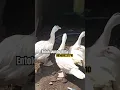 Download Lagu SEPAKET USIA 3.5 BULAN ‼️SIAP BANTU KIRIM'' #entok #duck #ayam #animals #hewan