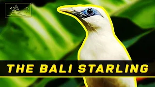 Download Meet The Bali Starling! The Birds from The Land of The Gods - 5th Episode MP3