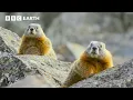 Download Lagu The Incredible Wildlife of Hidden Forests | BBC Earth