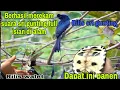 Download Lagu suara burung sri gunting full isian di alam sambil rilis burung dan hewan ini
