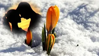 The Rose Georghe Zamfir Arabic Lyrics  The Rose Georghe Zamfir Arabic Lyrics