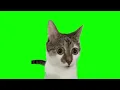 Shocked cat with big eyes confused meme green screen