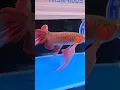 Download Lagu Most unique arowana ever (series 1st) Showstopper | 2023 Award winning arowana #shorts #ytshorts
