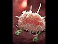 Download Lagu White Blood Cells: Our Body's Silent Killers