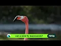 Can Birds Fly Backwards REVEALED Wild Days of Summer