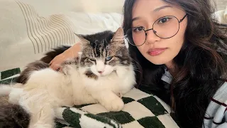 Our Cat had Vertigo… I wish I knew THIS Sooner