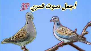 صوت القمري   القمرية الشرقية دندنها