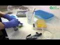 Download Lagu Plant Pathogen ELISA detection: How to prepare your samples?
