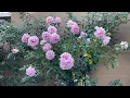 Download Lagu Love Song Rose in full bloom and full review, Purple Blue Rose visual impact #rose #weeksroses