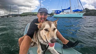 Why YOU Should Adopt This Amazing Dog!