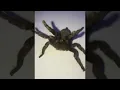 Download Lagu Rattlesnake Tarantula Lives Up to Its Name