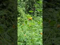 Download Lagu Wildflowers found on adventure walkabout #kayakcamping #nature #hiking #wildflowers #myhappyplace