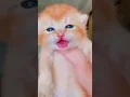 Download Lagu crying kitten , anak kucing menangis#catmeow  #shorts #meowing #catvideos