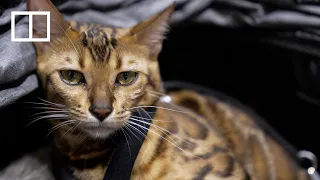 Hong Kong’s ageing cats drive ‘silver economy’